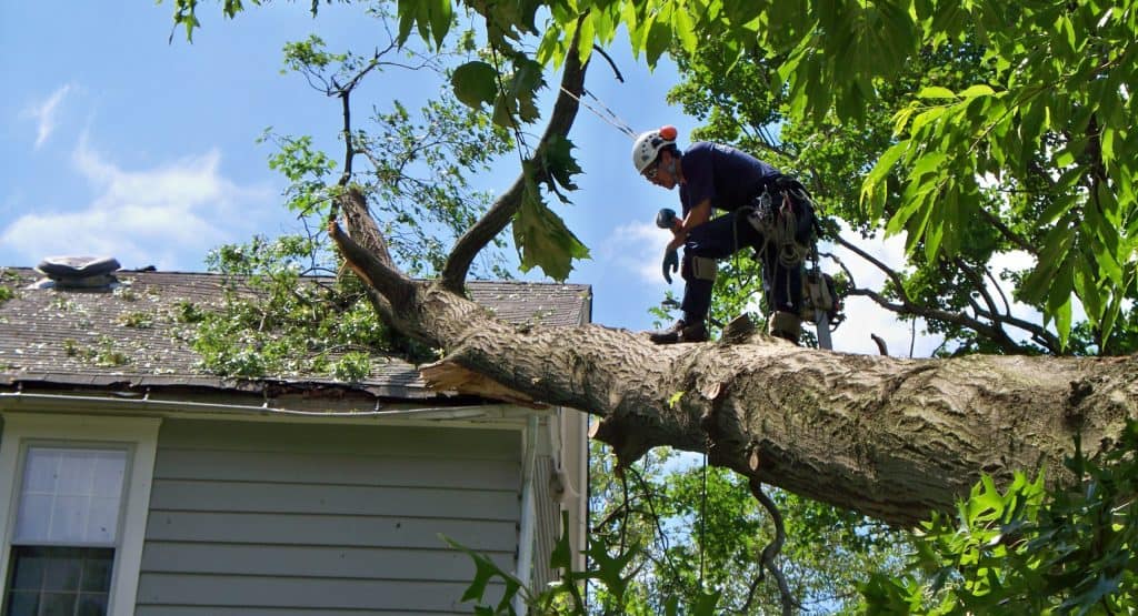 emergency tree removal in rochester ny 4