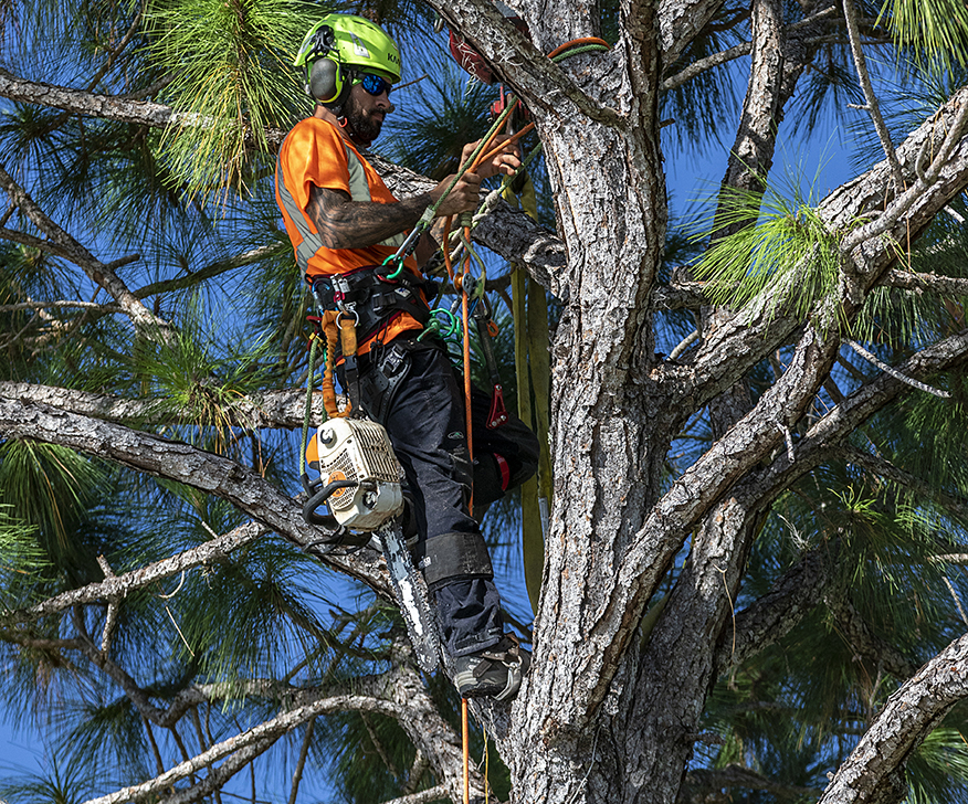 tree service climbing 1