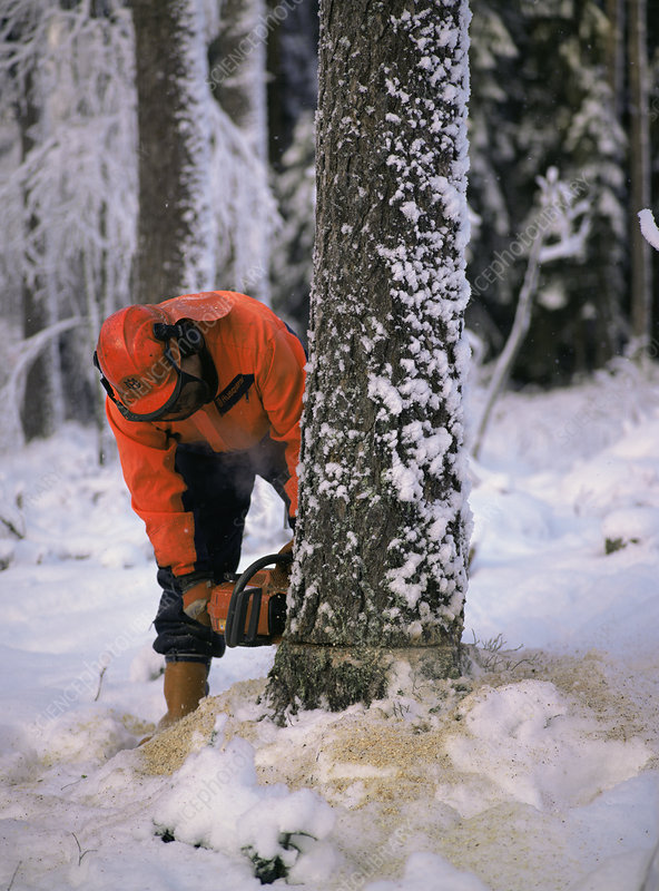 winter tree services